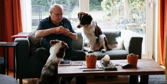 Should you allow pets on your rental property? | HomeVault shoud I allow pets on my rental